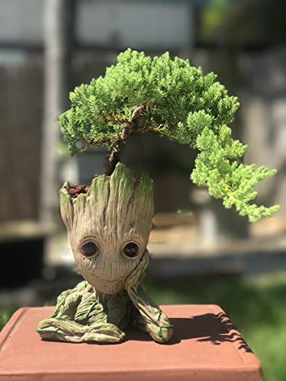 Growing Bonsai